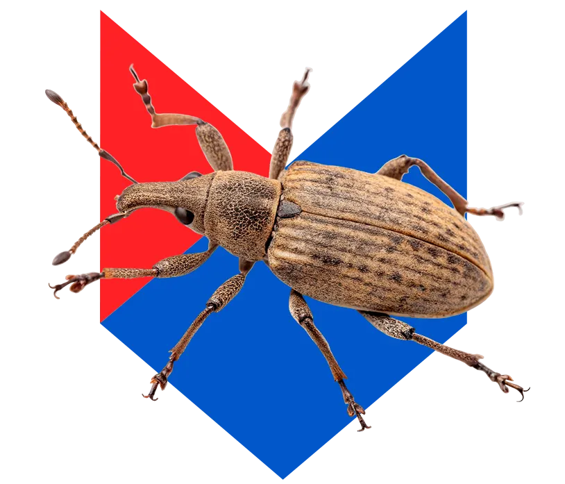 Жук Жук
